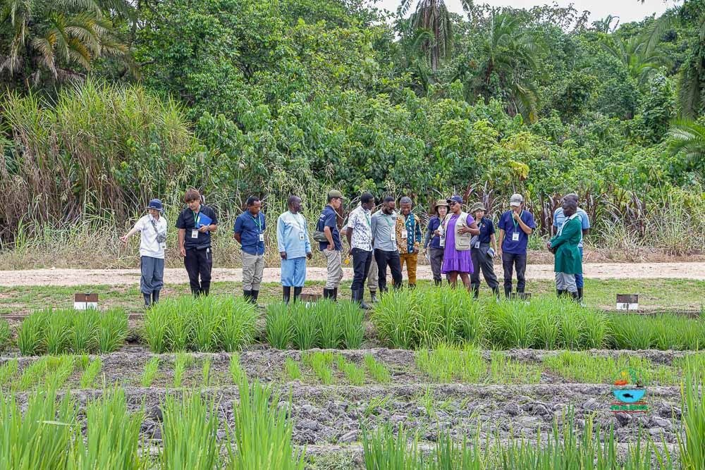 NARO_NaCRRI's tweet photo. A rice training course by the Coalition For Rice Development in collaboration with Japanese Overseas Cooperation Volunteers begins @NARO_NaCRRI

Reps from Rwanda, Uganda, Ghana, Zimbabwe &amp; Gabon are gaining hands on skills in rice cultivation &amp; value chains to boost productivity https://t.co/LTaZpclJwE