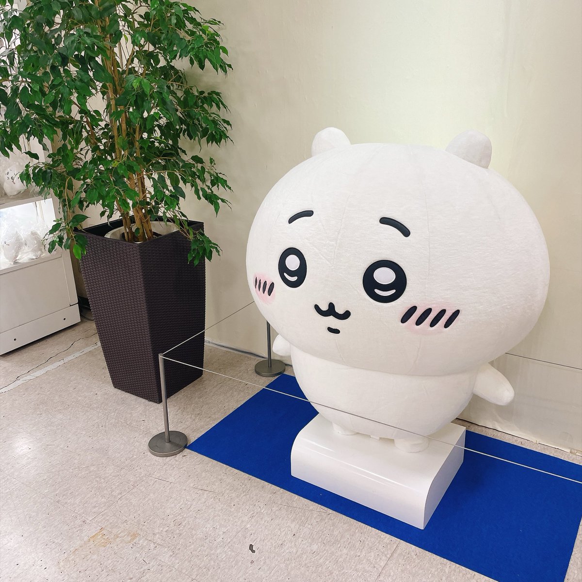 moco277118's tweet photo. POP UP STOREにいたでかちい♡♡
たまらん😭🩷 https://t.co/N7xJiynURp
