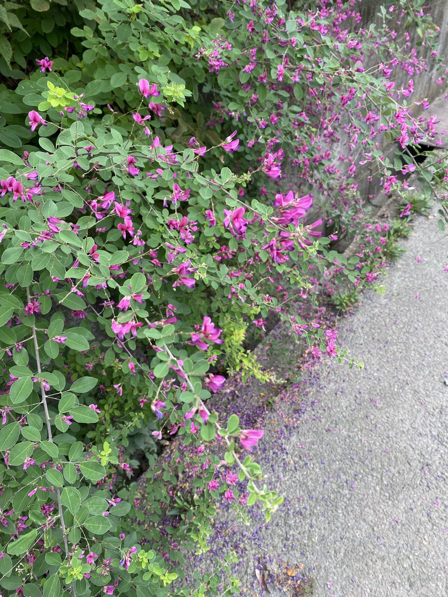 miuc831's tweet photo. フェーン現象かな？
暑かったー🥵
草取りも途中で断念💦

先週見かけた萩の花、もう散ってしまったかな〜 https://t.co/gkjlJuJL30