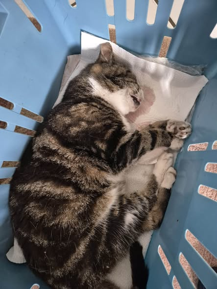 yolandaschultes's tweet photo. Kopie Katzenhilfe Rheine
ACHTUNG – GIFTKÖDER IN STEINFURT-BORGHORST!
wei Katzen sind bereits tot. Vergiftet.
Wie krank und skrupellos muss man eigentlich sein, um Gift auszulegen und damit bewusst das Leben von Tieren aufs Spiel zu setzen?! Was stimmt mit Menschen nicht, die zu solchen grausamen Mitteln greifen? Das ist keine Kleinigkeit und kein „dummer Streich“. Giftköder können innerhalb kürzester Zeit tödlich sein! Und es kann jeden treffen: Hunde, Katzen und auch andere Tiere, die draußen unterwegs sind.
BITTE SEID IM BEREICH DUMTER STRASSE / HOHENZOLLERNRING BESONDERS WACHSAM! Vor allem das Stück zwischen den beiden Unterführungen solltet ihr derzeit unbedingt meiden bzw. eure Tiere dort nicht frei laufen lassen.
Haltet die Augen offen und meldet verdächtige Funde umgehend den zuständigen Stellen!
Zwei Tiere haben es bereits nicht geschafft. Das darf nicht noch mehr werden!
Bitte teilt diesen Beitrag so oft es geht!
Je mehr Menschen gewarnt sind, desto größer die Chance, dass kein weiteres Tier zum Opfer wird.
Passt auf eure Tiere auf. Seid aufmerksam. Und schaut nicht weg.