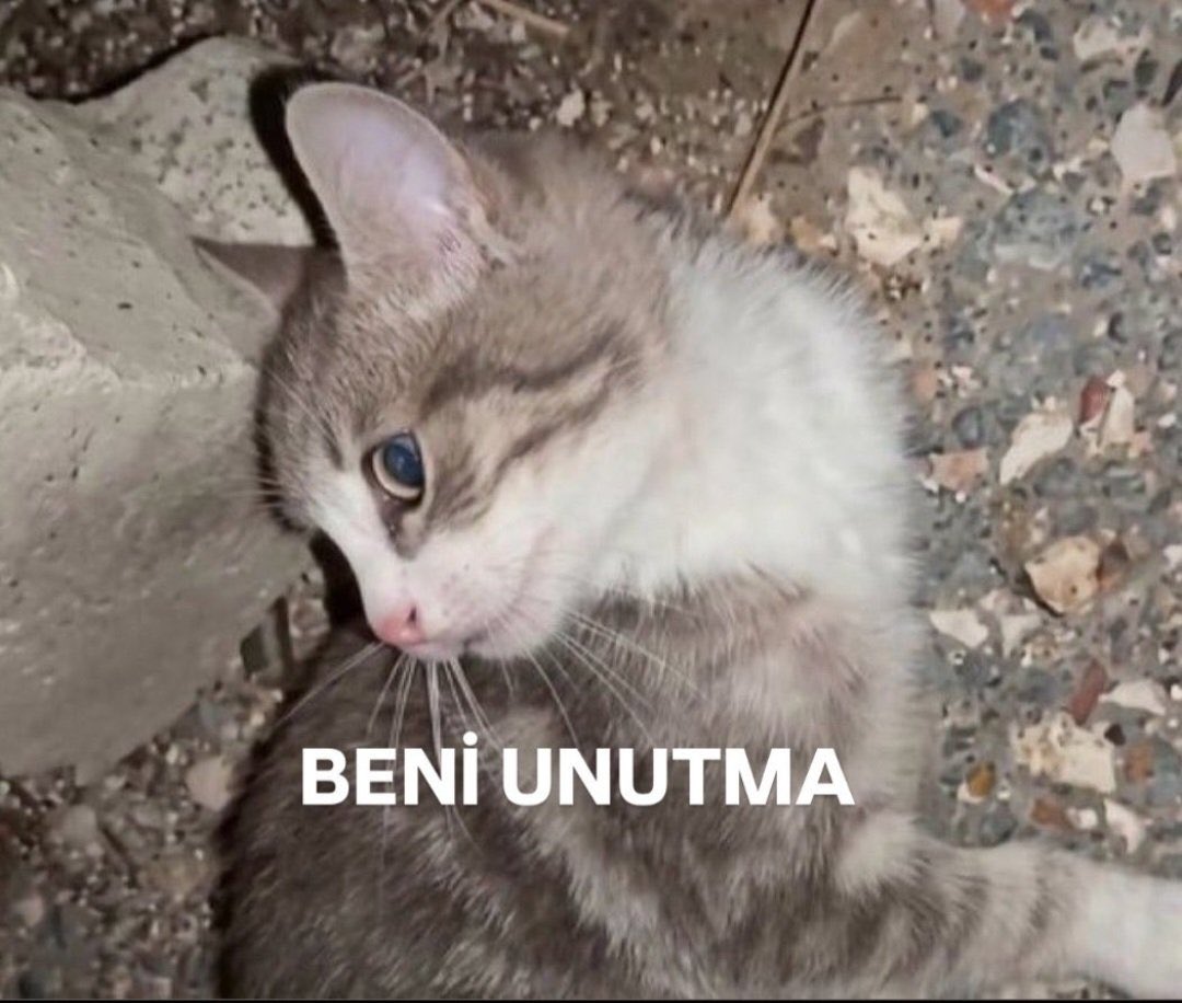 devrandemir_'s tweet photo. Uyardık!
Söyledik!
Sokak hayvanlarına yapılanlar insana yapılacakların ilk adımıdır. Bugün o yavru kediye yapılan işkenceye sessiz kalanlar okul saldırısına şaşırıyor, ben şaşırmıyorum! 
Sokaktaki güçsüzü korursan kendi çocuğunu korumuş olursun.

#manisa
#saldırı
#OkulGüvenliği https://t.co/2C2lTbZaCx