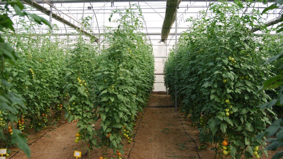 VRural's tweet photo. HORTÍCOLAS 🥒 El análisis de savia como herramienta fiable para la óptima fertilización de hortícolas. 🌱

✍️ AA.VV. | Departamento de Agronomía, @ualmeria. 

Más información ⬇️
https://t.co/9nTr4EbvAn https://t.co/hbq5Nd1BHk