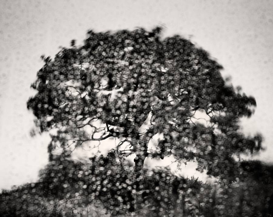 artlimitednet's tweet photo. Rain flowers by Hervé Vallée https://t.co/AF5V5oEqLj
#forest #nature #vegetal #digital #photography #composition #capture #tree https://t.co/Y4wmOtCsWN