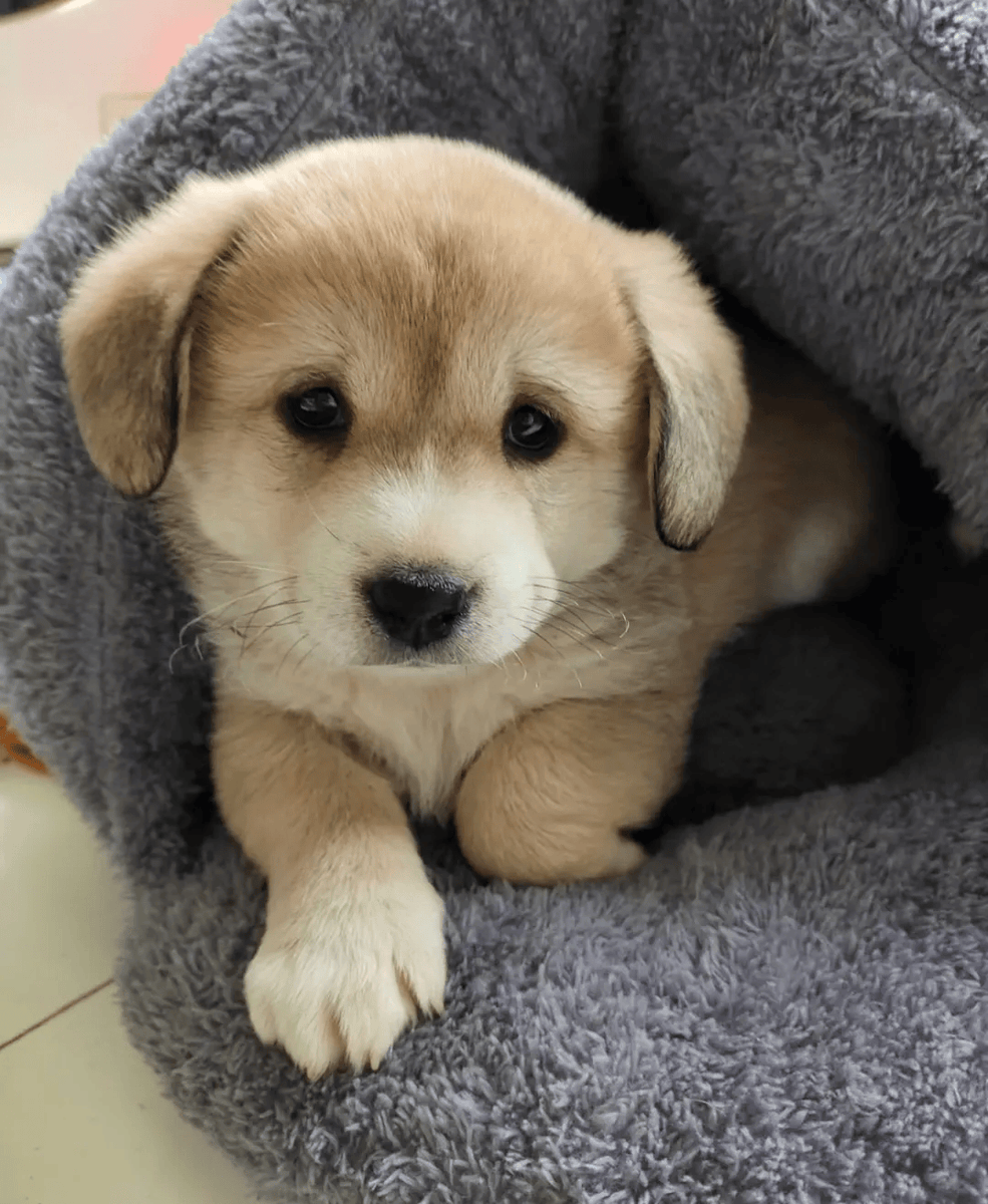 toffr045108's tweet photo. My pup grew 2 inches in 2 months u0026 now steals socks like a tiny chaos gremlin  Love this little furball’s messy, amazing growth journey! https://t.co/TdMm3QZ5gD