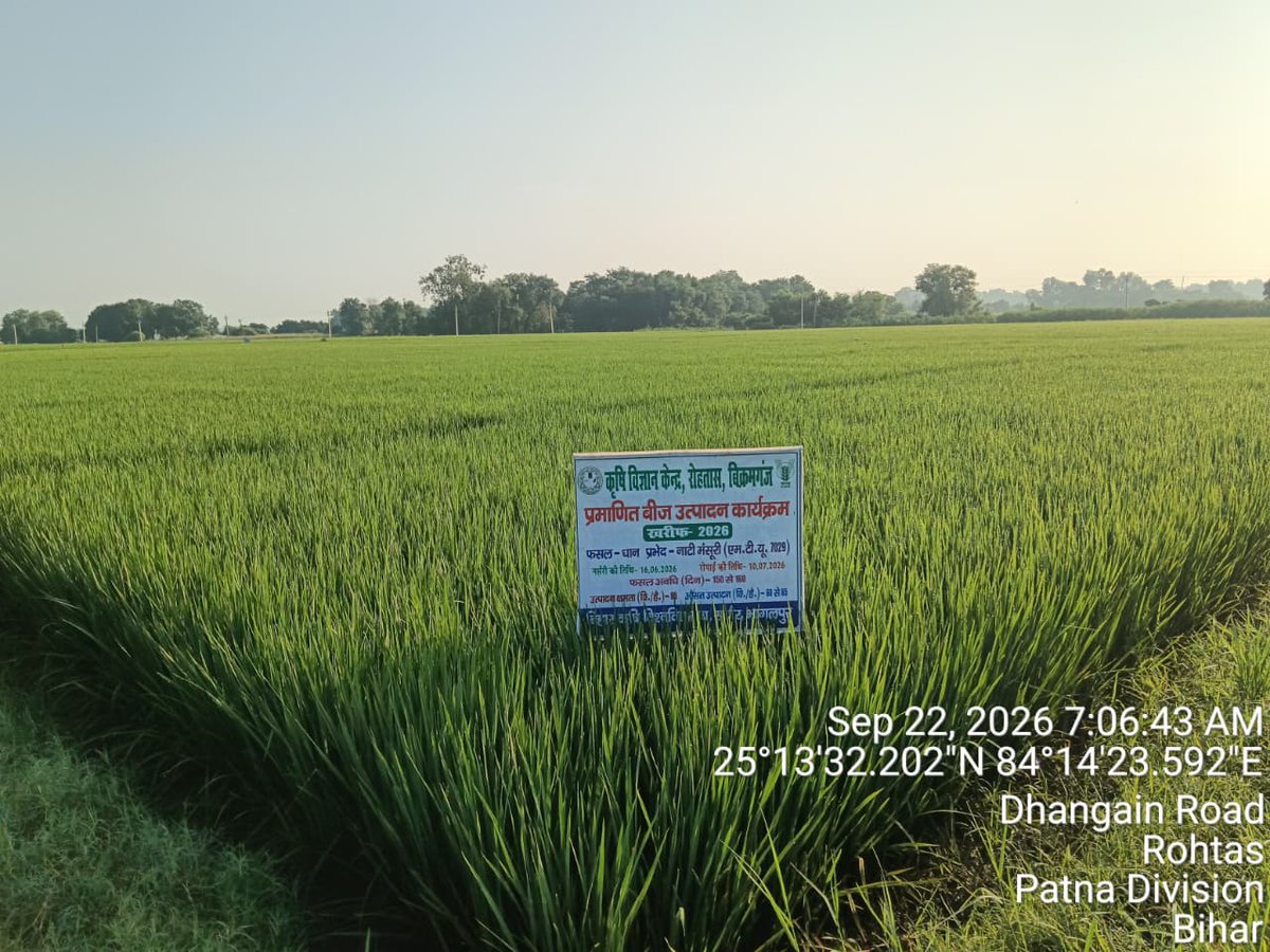 rohtaskvk's tweet photo. Status of Aadhar Beej Utpaadan of paddy variety, MTU-7029 &amp; Sabour Sampann at KVK Farm, Dhangain, Rohtas. https://t.co/S64Aa66Q7q