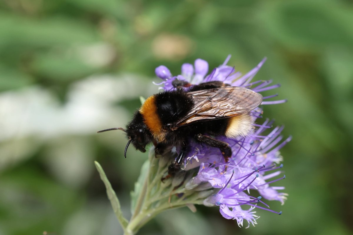TheHolyHabibee's tweet photo. Bee of the day #322 is a female Southern Cuckoo bumble 
bee, Bombus vestalis, nectaring on Caryopteris flowers. Seeing these females late into the season means they're not queens, rather "gynes" (whether this one is mated already is unknown). 

As with other bumble bees, she will find a nice underground burrow to enter diapause, that process whereby she "hibernates" through the winter until next spring, where she emerges in search of a host nest to take over. (their hosts are the buff-tailed bumble bee, B. terrestris)

I wonder if this Vestal bumble bee ( along with other cuckoo bees) are genetically programmed to emerge later in the season, since if they emerge too early, there are no suitably-established nests for them to take over. 

Consider that a host queen needs around ~ 1 month to build the nest, lay the first batch of brood, take care of them until they emerge, it would be more efficient for the  cuckoo to emerge in mid/late spring to maximise the chances of taking over a healthy nest, in saying that, there's a counterargument: the bigger the nest/target, the more chance for the cuckoo to be spotted/killed/kicked out by the host's queen or workers... tradeoffs!

📷Nick Hollands, Kent