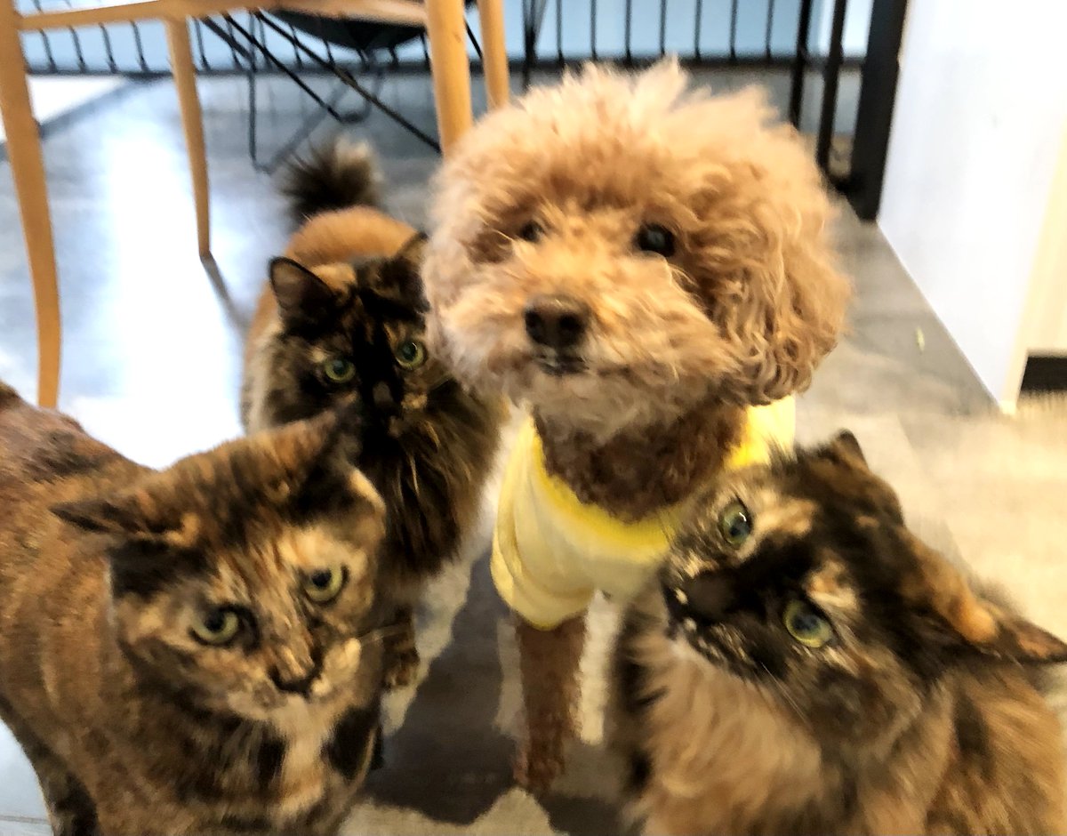 matsugorookoku's tweet photo. 癖毛は最年長12歳の熟女です。
あと、実は結構デカい。 https://t.co/WOPsDuEqAX