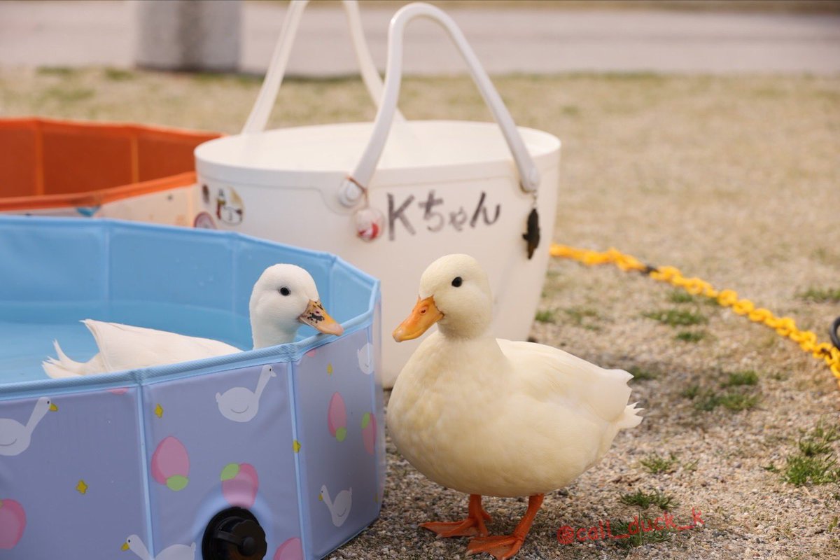 Call_duck_k's tweet photo. 【拡散希望】 
　
Kちゃんやで🐥
　
コールダックKちゃん5年ぶり2回目の写真展『あるひのあひる』が10月31日(土)〜11月7日(土)ならまちセンター内のギャラリーにて開催決定しましたやで🐥
　
Kちゃんの活動スタートから6年半、この6年半の間に奈良の各地で撮影したKちゃん&Uちゃんの写真で奈良をご紹介やで🐥📷
　
最終日11月7日(土)には、ならまちセンター前の広場で『ゆかいな仲間達フェスタ』を同時開催やで🐥❣️
奈良で活躍しているお店さんを中心にマルシェをするで🐥
　
在廊日10月31日(土)・11月1日(日)午前中・11月7日(土)の在廊日にはKちゃんとUちゃんがプールに入って皆んなをお出迎えしますやで🐥
　
11月7日のフェスタでは写真展に展示した写真を使った2027年カレンダーも発売予定やで🐥🗓️
　
遊びに来てくださいやで🐥❣️