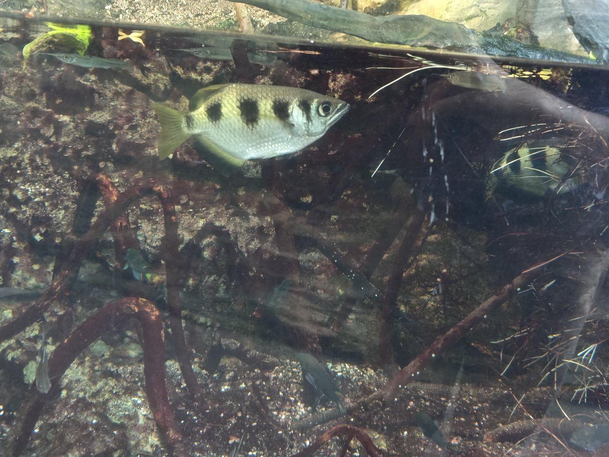 Clev_ucg's tweet photo. テッポウウオって意外と大きいんだな(4枚目) https://t.co/Q1aJXzvtTi