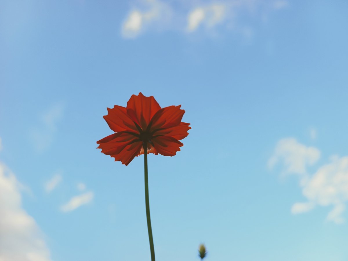 mametaro_k's tweet photo. 🍁🌸 https://t.co/rodBxhEB1O