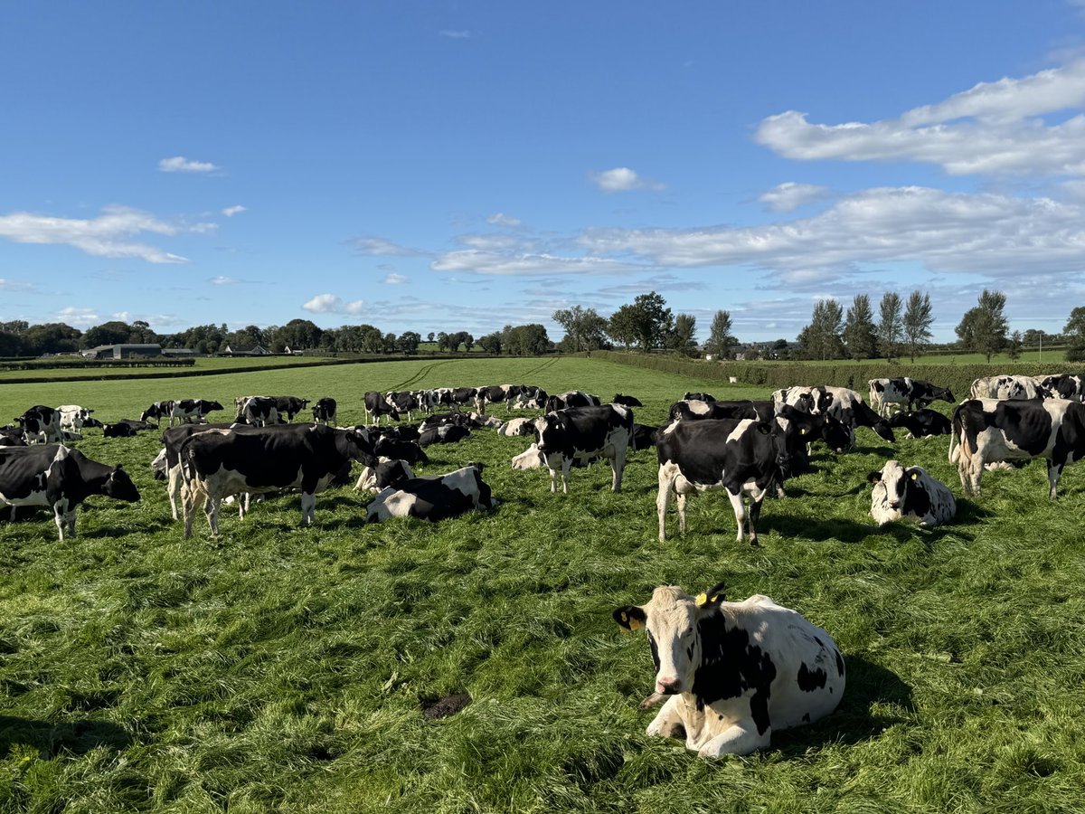 UlsterGrassland's tweet photo. Aghadowey, Ballydevitt &amp; Cullycapple were just some of the nearby townlands during todays recce for the #UGS Autumn Meeting to be held on Tuesday 13th October
The actual visit takes place in Moneybrannon &amp; promises to be educational, innovative and interesting #townlands https://t.co/DdfShmym0h