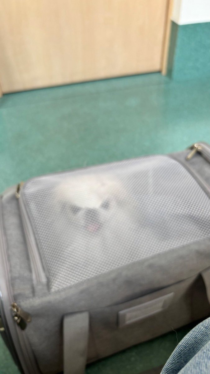 ra_mu__418's tweet photo. 怒らないで聞いて
かばんが小さいんじゃなくて、あなたがでかくなったの https://t.co/U7FHGihvnd