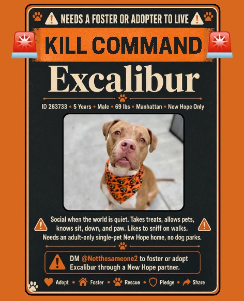 magalys_rios's tweet photo. ๐ก#Excalibur #263733 ๐จThe MURDER COMMAND โผ๏ธ issued by the heartless people that run NYC shelters ๐ #SoloPet his chances are minimal ๐NEEDS a MIRACLE to survive #Foster #ADOPT #Pledges DM @notthesameone2 to ๐ https://t.co/OlW6qQ0fEn