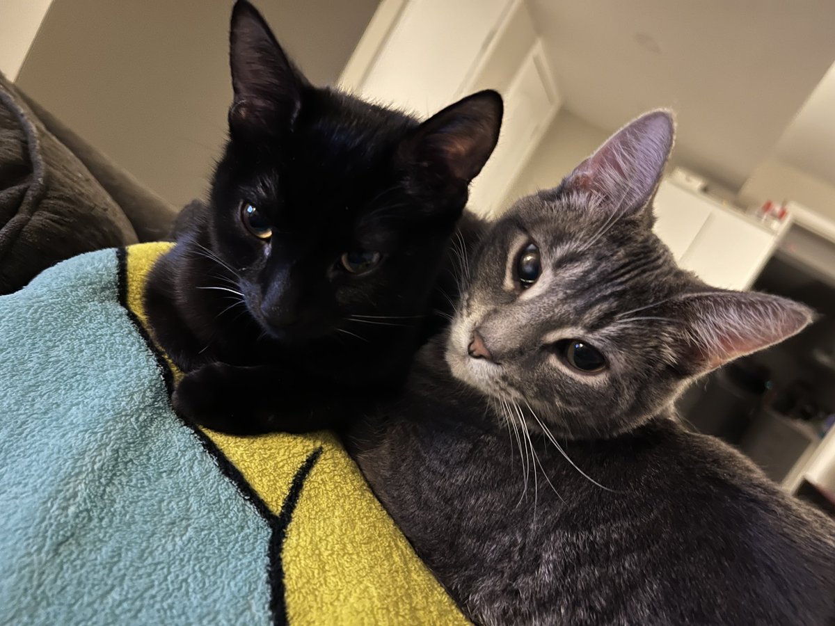 StevieDeeOTT's tweet photo. 750!

Unrelated but here is the first time my babies ever snuggled 🥲 https://t.co/3yWNuEfO5l