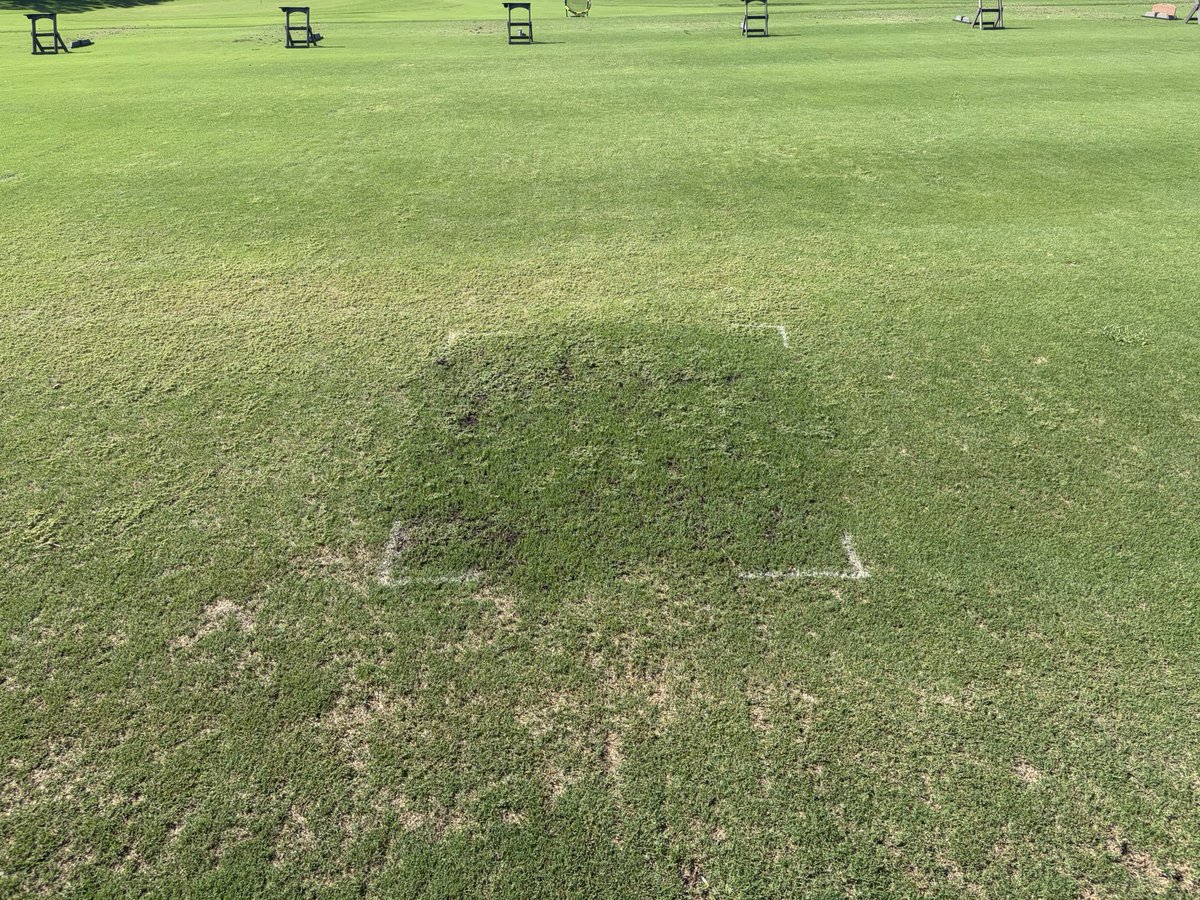 TurfsolutionsFL's tweet photo. Turf Solutions Black Gold was applied 
on this test plot in Sarasota  with high nematode pressure. Product has been down roughly 30 days and the results are incredible! @HillenDamian @JackCreveling @TurfMech70 @BorRazu13 @merrellblake https://t.co/bR68IDIlBf