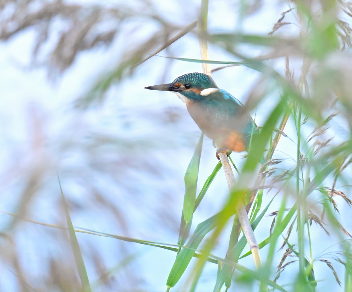 CarlBovisNature's tweet photo. A tiny gap through the swaying reeds was enough I needed to get a photo of this Kingfisher at RSPB Ham Wall in Somerset at the weekend. 😍😊🐦 https://t.co/SNgj4QiX5Q