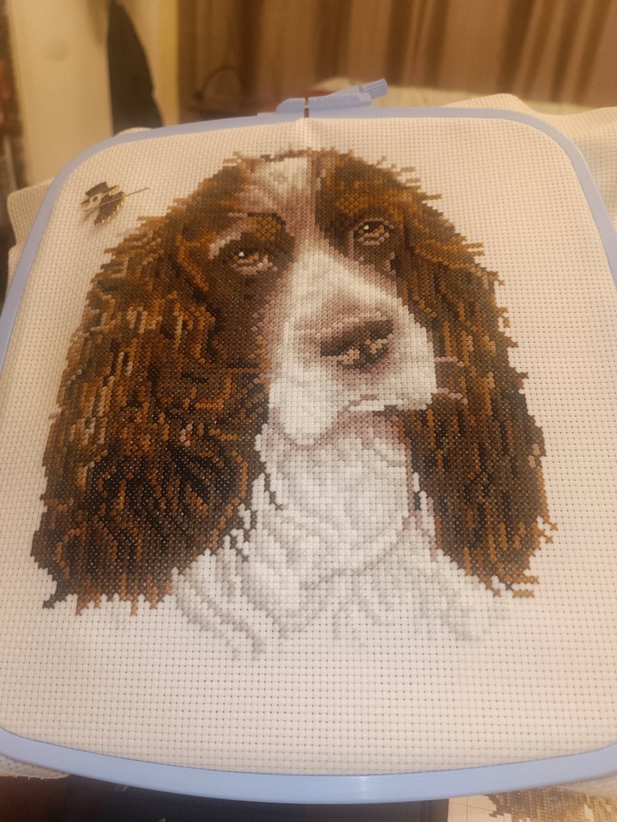 GleesonLoopykaz's tweet photo. Project complete. After 6 weeks of stitching, the Springer Spaniel is finished. Just look at those eyes, and those ears. I definitely won't be parting with this one. πͺ‘
#SpringerSpaniel
#CrossStitch
#CrossStitchTwitter https://t.co/I7sLQJtc8r