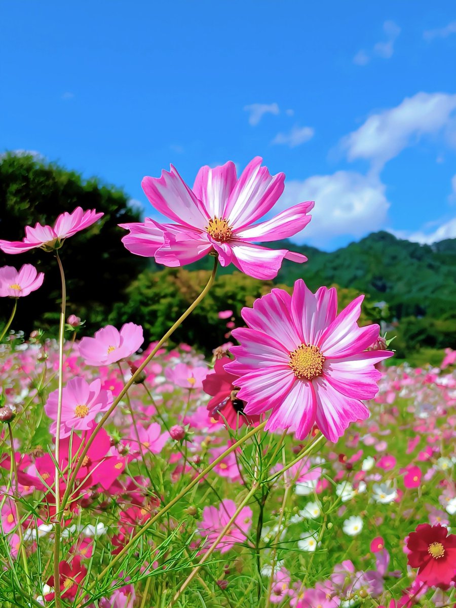 jdak2571's tweet photo. おはようございます
秋空に咲くコスモス🌸
ピンクと白の🌸🤍
鮮やかな模様が
とても綺麗です♪︎ https://t.co/clCpD44lc2