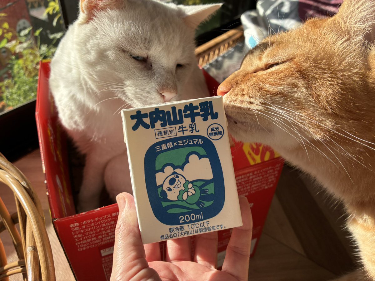 kaporing_jp's tweet photo. 大内山牛乳もともとのパッケージも大好きだけど、ミジュマルパッケージもめっちゃカワイイ♡ https://t.co/hH3W4tO7mK