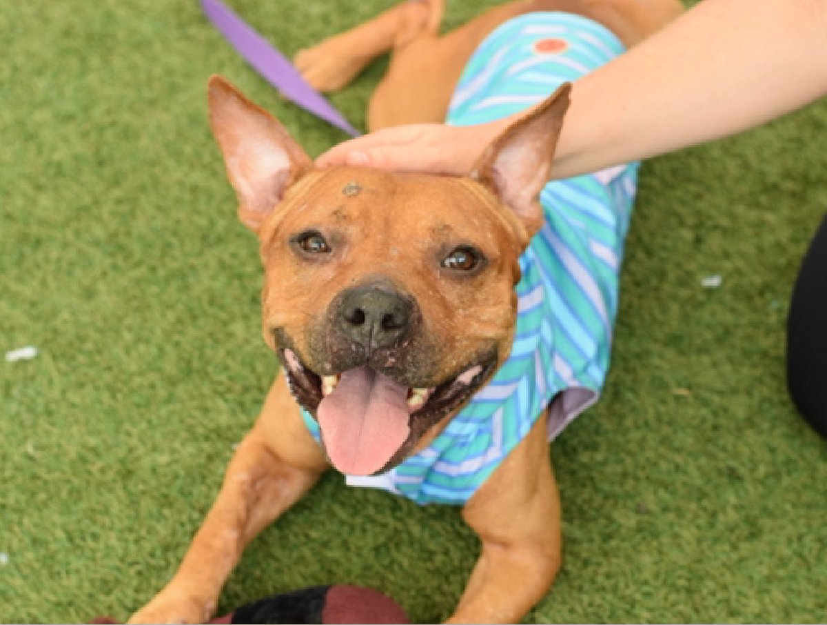 notthesameone2's tweet photo. 🐾6-y/o Peanut Butter Cup found as a stray, brought in by police late Aug. Happy, waggy, affectionate, cuddly, smart, healthy; anxious when alone. Earned best possible behavior rating, spent time in ACC foster care. Needs a foster offer by 10/08: https://t.co/hDlxEkHLAL https://t.co/zrHMJCHfXq