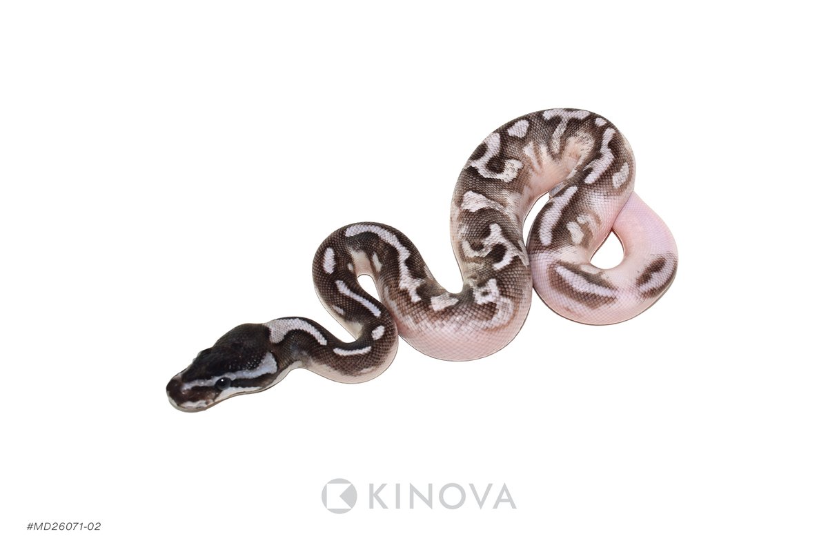 kinovareptiles's tweet photo. Enchi YB Hurricane MJ Axanthic Pied - Reptile ID: - https://t.co/d29YQvsmRM https://t.co/ff89a36wvB