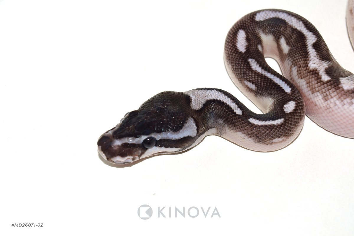 kinovareptiles's tweet photo. Enchi YB Hurricane MJ Axanthic Pied - Reptile ID: - https://t.co/d29YQvsmRM https://t.co/ff89a36wvB