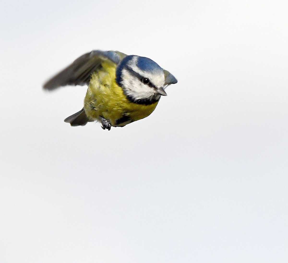 CarlBovisNature's tweet photo. Blue Tit gliding in with its cape... 😁😍🐦 https://t.co/0nPkvn5mlA