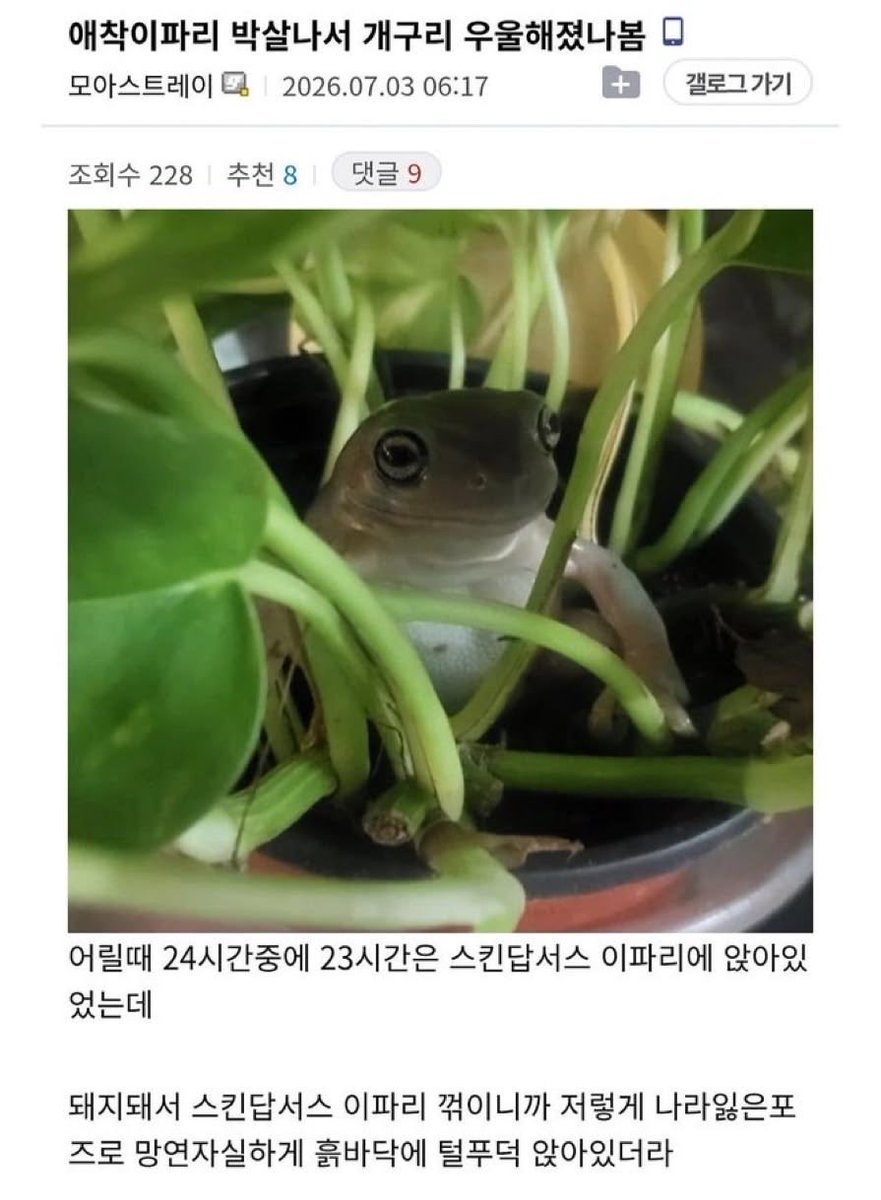small__cute_'s tweet photo. 애착 이파리 박살나서 우울해진 개구리.. https://t.co/UWrmP8lCAy