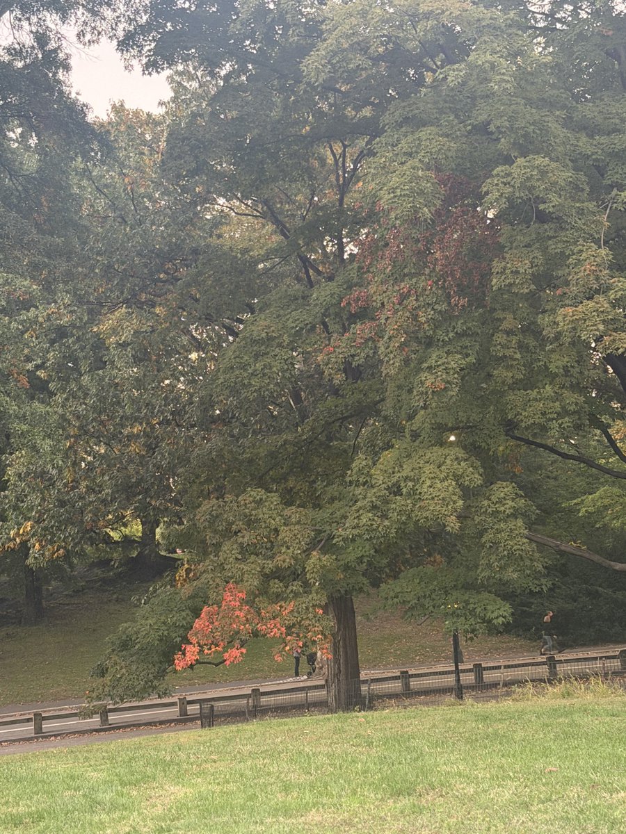 DaisyMaxey's tweet photo. Fall has come to Central Park. https://t.co/vKnVafbpyi
