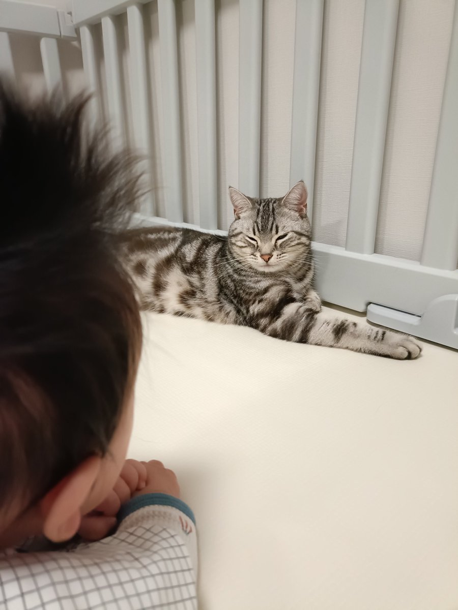 pino_notes's tweet photo. 野生のピノがあらわれた！(ポケモン風)
#猫のいる暮らし
#猫好きさんと繋がりたい https://t.co/YlnDiEK2RM