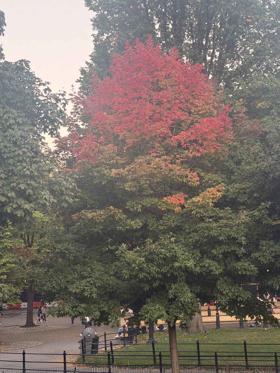 DaisyMaxey's tweet photo. Fall has come to Central Park. https://t.co/vKnVafbpyi