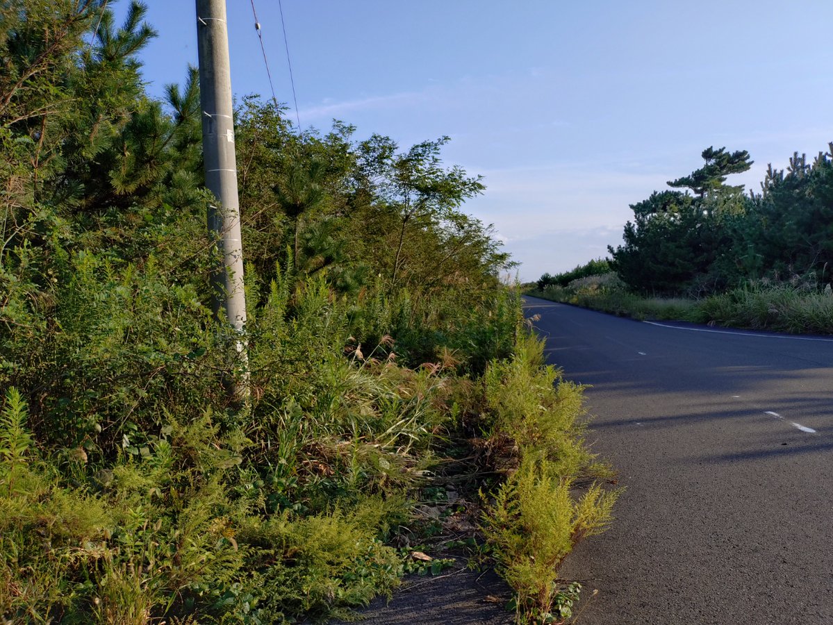 7d8ups's tweet photo. #日本をきれいに #地球をきれいに
9.25、海岸線の道路💰
歩道があるのですが、草木ボーボーで歩けません。
ものすごいです。
お仕事（担当）の方、よろしくお願いします。
 
#ゴミ拾い #ポイ捨て #不法投棄 #ランニング #岩沼市 #名取市 #がんばれイワヌマン https://t.co/FXc1NOgUrE
