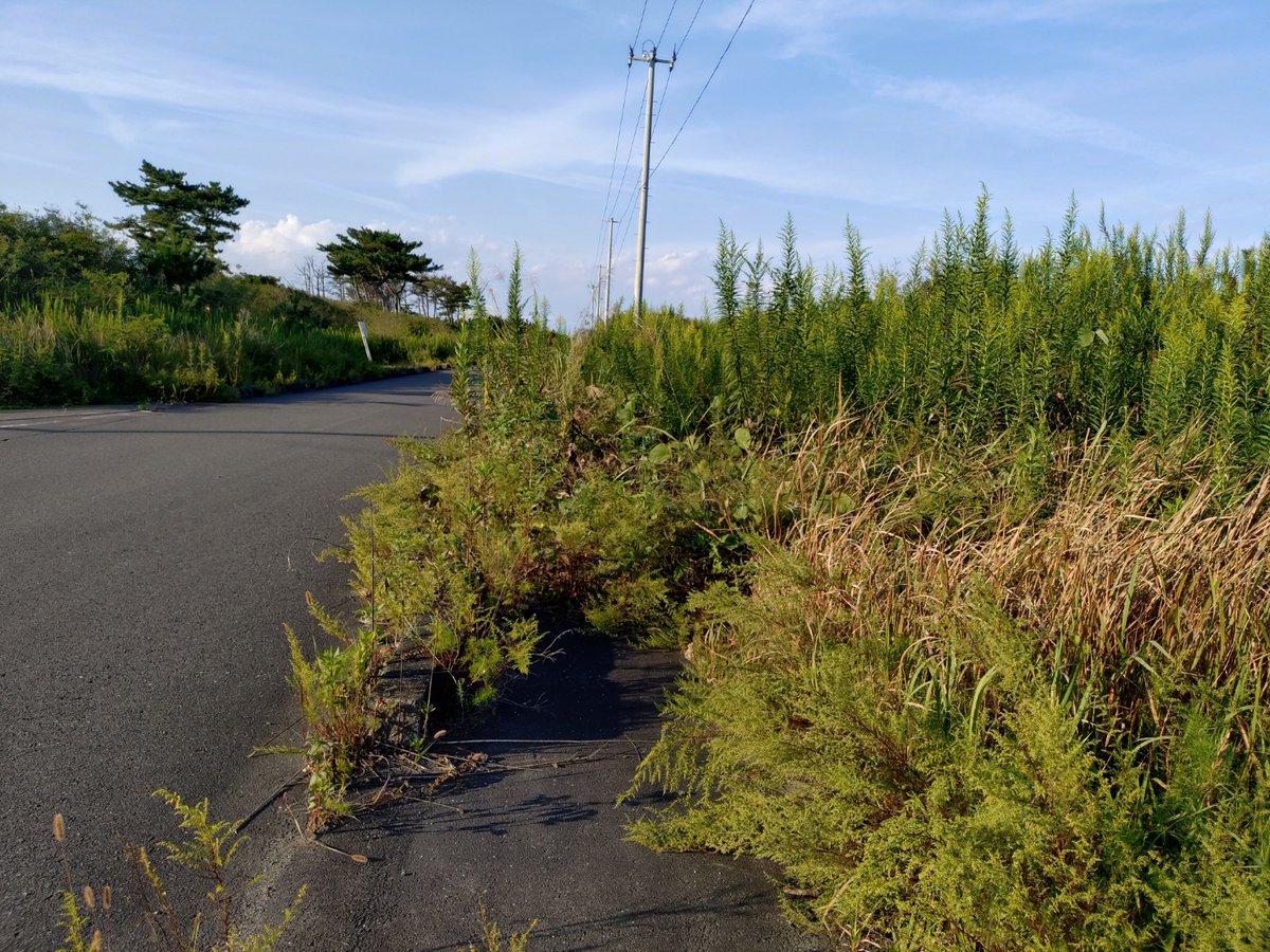 7d8ups's tweet photo. #日本をきれいに #地球をきれいに
9.25、海岸線の道路💰
歩道があるのですが、草木ボーボーで歩けません。
ものすごいです。
お仕事（担当）の方、よろしくお願いします。
 
#ゴミ拾い #ポイ捨て #不法投棄 #ランニング #岩沼市 #名取市 #がんばれイワヌマン https://t.co/FXc1NOgUrE