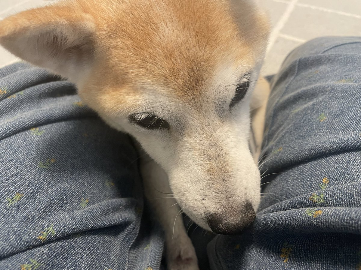 sp_yktp's tweet photo. 朝ごはんをたくさん食べてマッサージも終えた期限良いイーヌ。
お留守番の日は別の下僕に夕方のお世話を依頼しています👉(いろんな人にイーヌちゃんはお留守番大丈夫？と聞かれる) https://t.co/YGvzxo3782