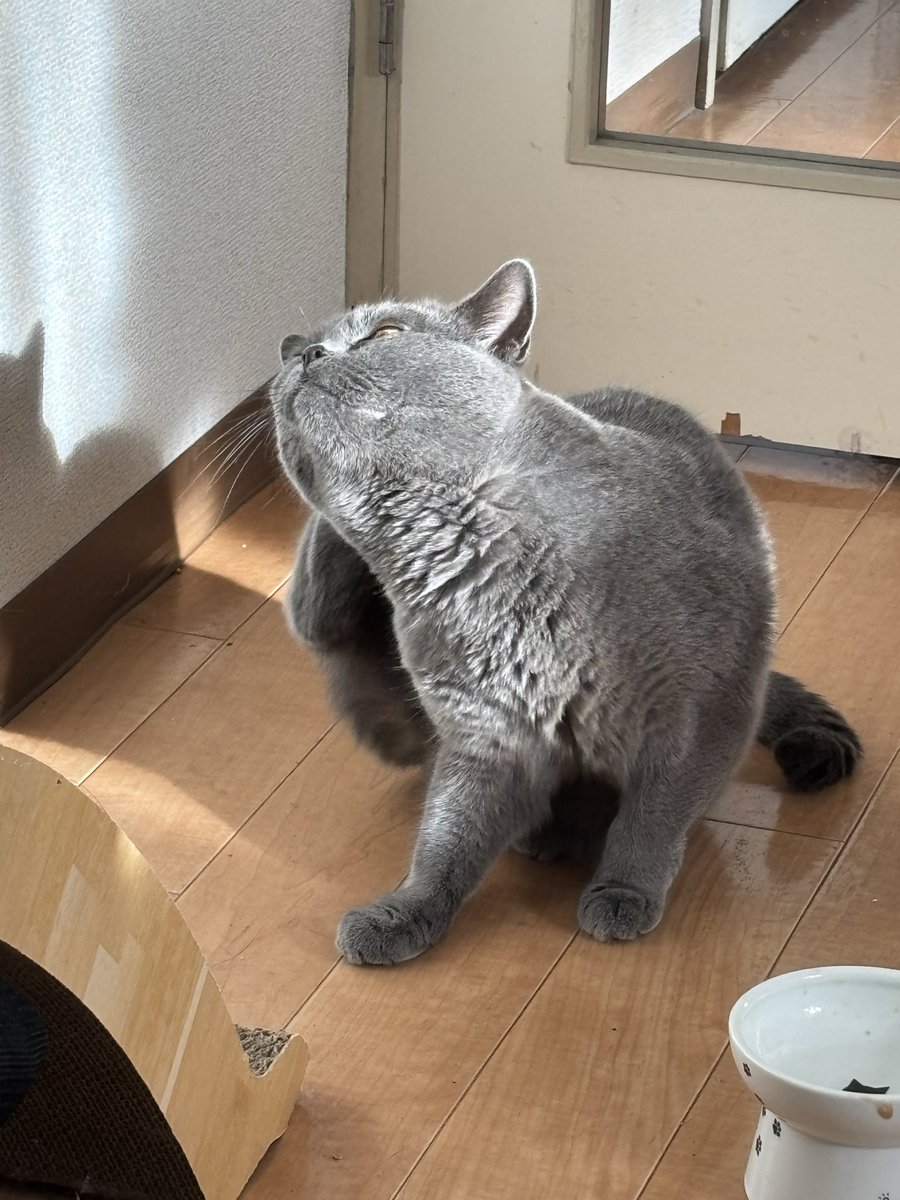 bessiegomame's tweet photo. 朝日に守られてカキカキ
#猫のいる暮らし𓏲𓎨 #ねこももかのいる生活 #catlovers #シャルトリュー #ごま https://t.co/8QGbwRzZXZ