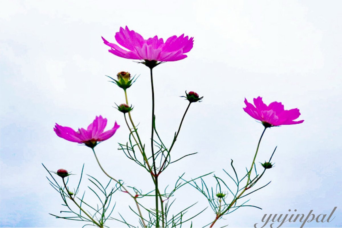 yujinpal67's tweet photo. コスモス

さわやかな秋の花、、、
花言葉  「乙女の真心」「謙虚」 他
I wish you a good day today https://t.co/Ih3hmTcvXZ