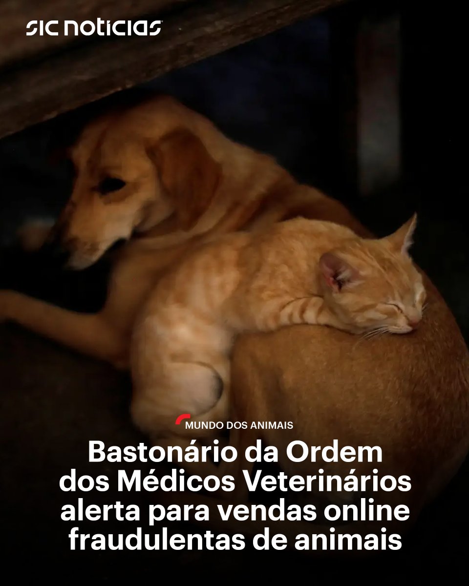SICNoticias's tweet photo. O bastonário da Ordem dos Médicos Veterinários denuncia a existência de plataformas online que fornecem microchips e números de criador falsos para vendas de animais de companhia.
Saiba mais em: https://t.co/2FZl0xewqz
#ordemdosmedicosveterinarios #animaisdecompanhia #microchip #vendaonline #fraude #veterinaria #bemestaranimal #portugal #news #sicnoticias