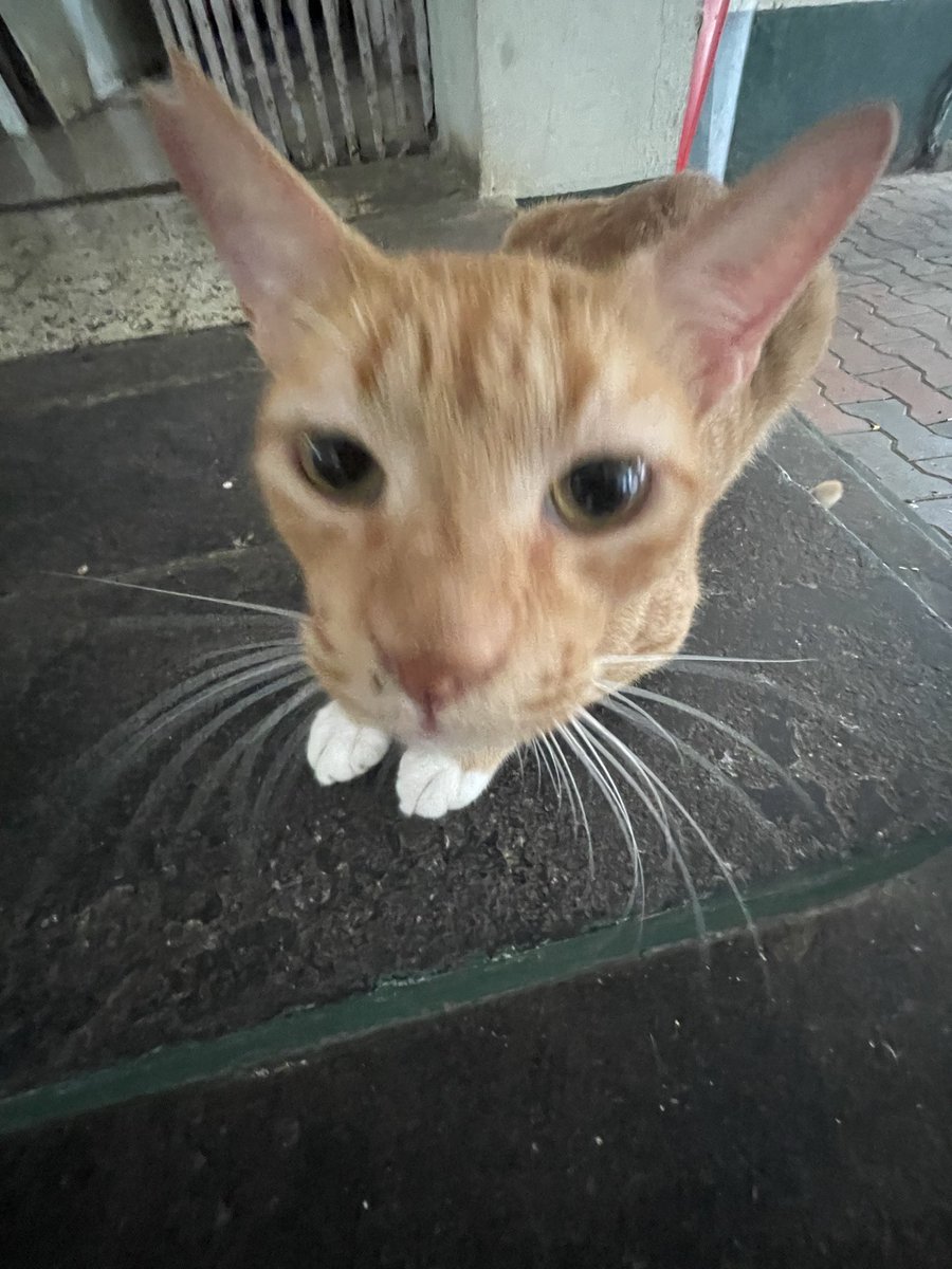 2hot2count's tweet photo. @amazingpinof hi oomf sending good vibes 〰️〰️ here r some cat photos 🐈 my dms r open if you want to talk!! https://t.co/tLwk0wYRlv