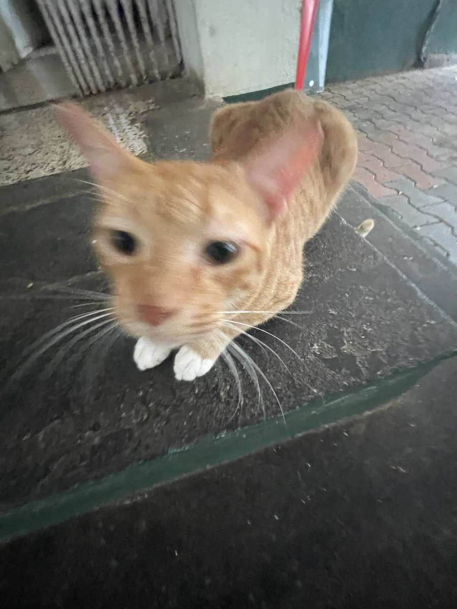2hot2count's tweet photo. @amazingpinof hi oomf sending good vibes 〰️〰️ here r some cat photos 🐈 my dms r open if you want to talk!! https://t.co/tLwk0wYRlv