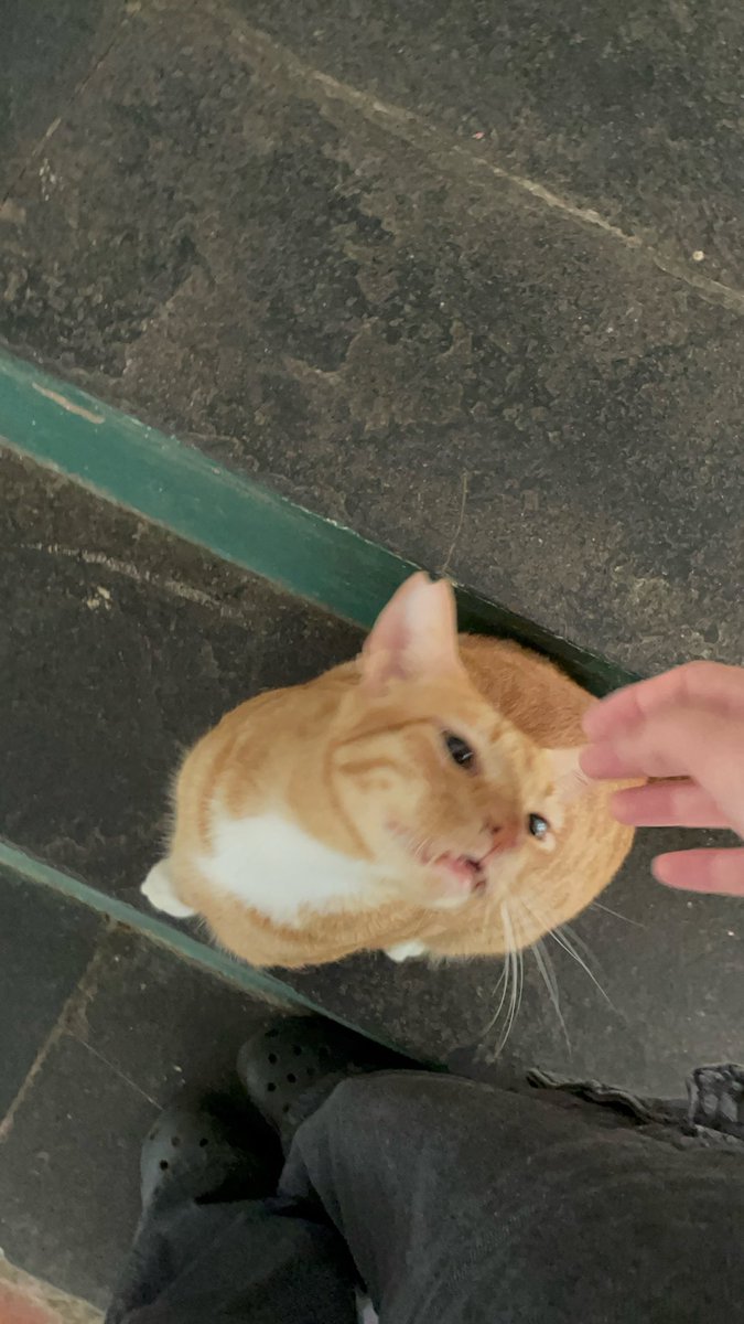 2hot2count's tweet photo. @amazingpinof hi oomf sending good vibes 〰️〰️ here r some cat photos 🐈 my dms r open if you want to talk!! https://t.co/tLwk0wYRlv