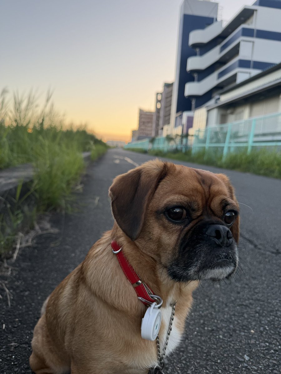 billy0618's tweet photo. 東の空が明るくなってきた
オレンジから黄色に…
西の空は
ピンクに…
ビーナスベルト
朝から楽しめた😋

#パグキャバ
#まさむね
#朝ンボ
#ビーナスベルト https://t.co/uExvuPvXib