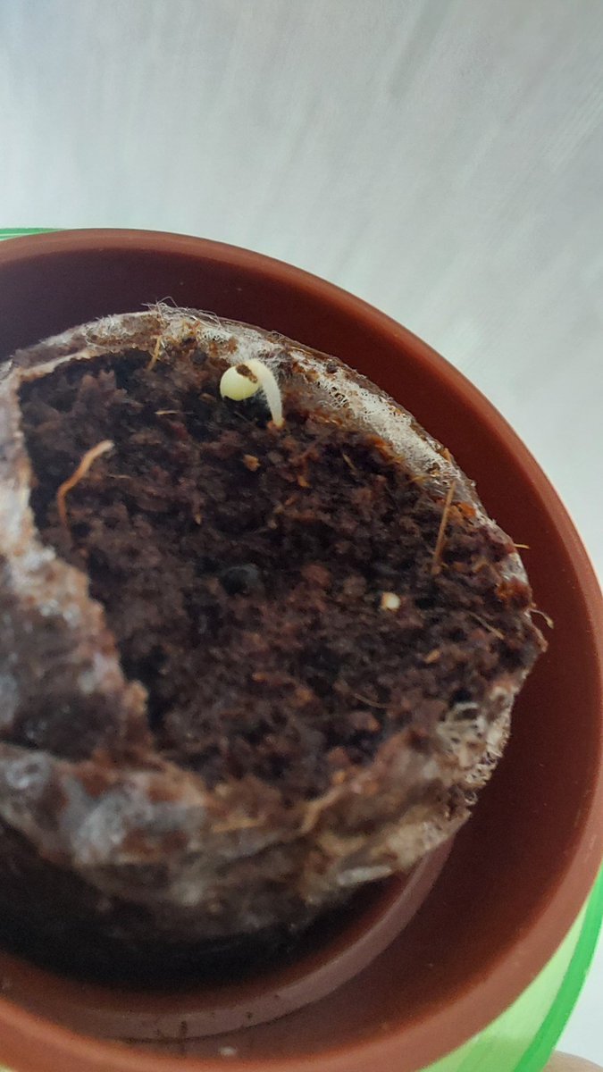 s2_taniku's tweet photo. 昨日より目に見えるサイズ🌵
もう1個の種も割れたっぽい！ https://t.co/Bw1ngC2WEO