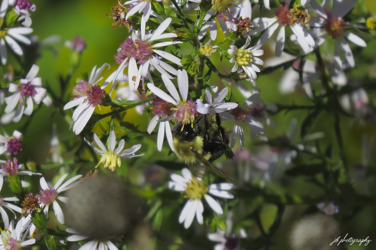 PlantNativeWI's tweet photo. Bumble bee on Drummond's aster. https://t.co/QegjwtpkuB