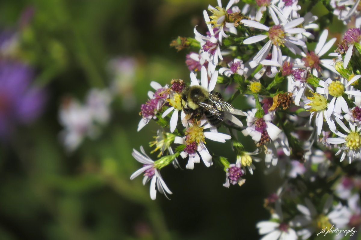 PlantNativeWI's tweet photo. Bumble bee on Drummond's aster. https://t.co/QegjwtpkuB