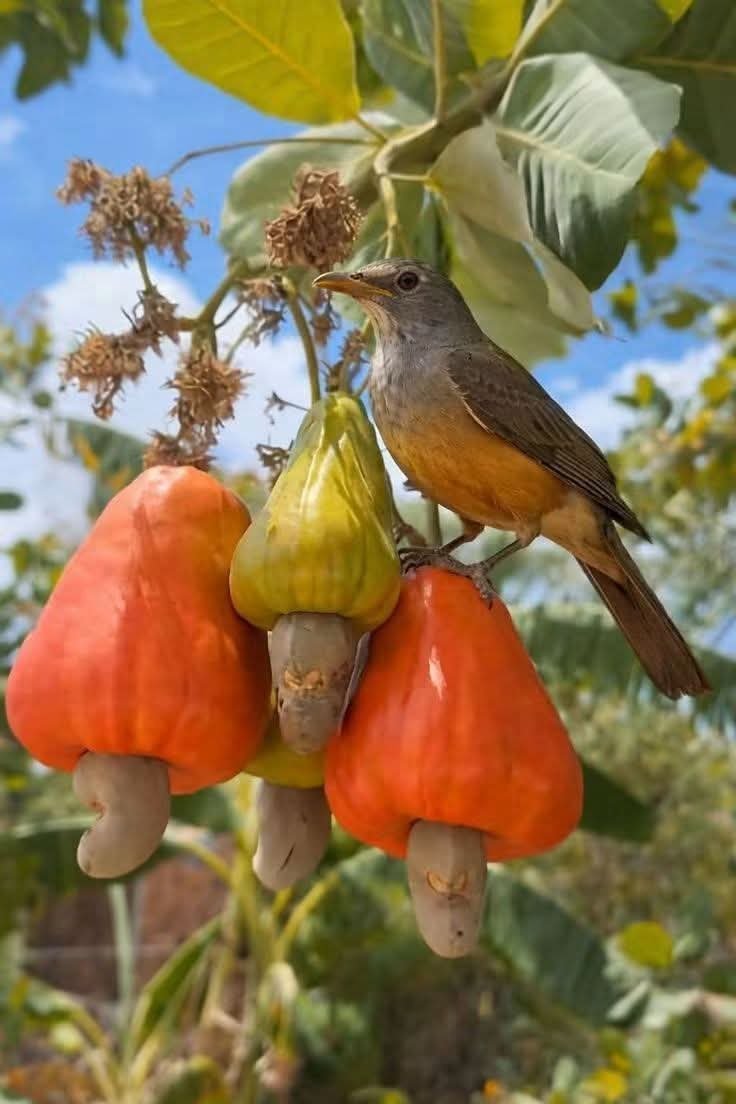 JNeguith's tweet photo. @ElizbethCristi7 Y el pajarito escuchando al ministro https://t.co/doykKJxgIX
