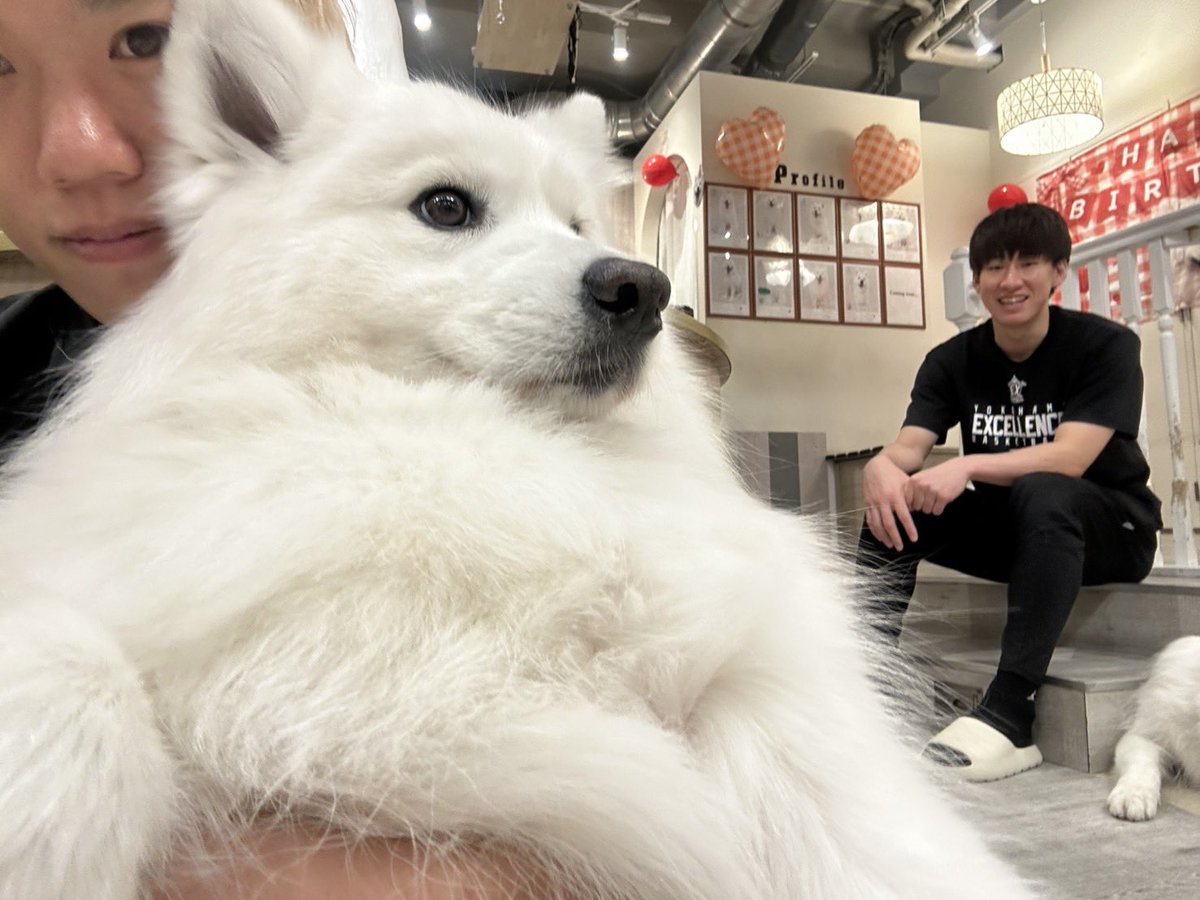 yokohamaex_'s tweet photo. ＼Best自撮り📸🐶／

先日のコラボ企画にて、各選手がサモエドとの自撮り写真撮影に挑戦📝

さらに動画内では審査員を務めた #西山達哉 AGM(@9yanyan9 )も撮影を楽しむ選手たちの様子を撮影していました📸

皆さんはどの写真がお気に入りですか☺️❓

@Hiro_0405_ @baskeb1011 
#横浜エクセレンス https://t.co/JLifejRJxl