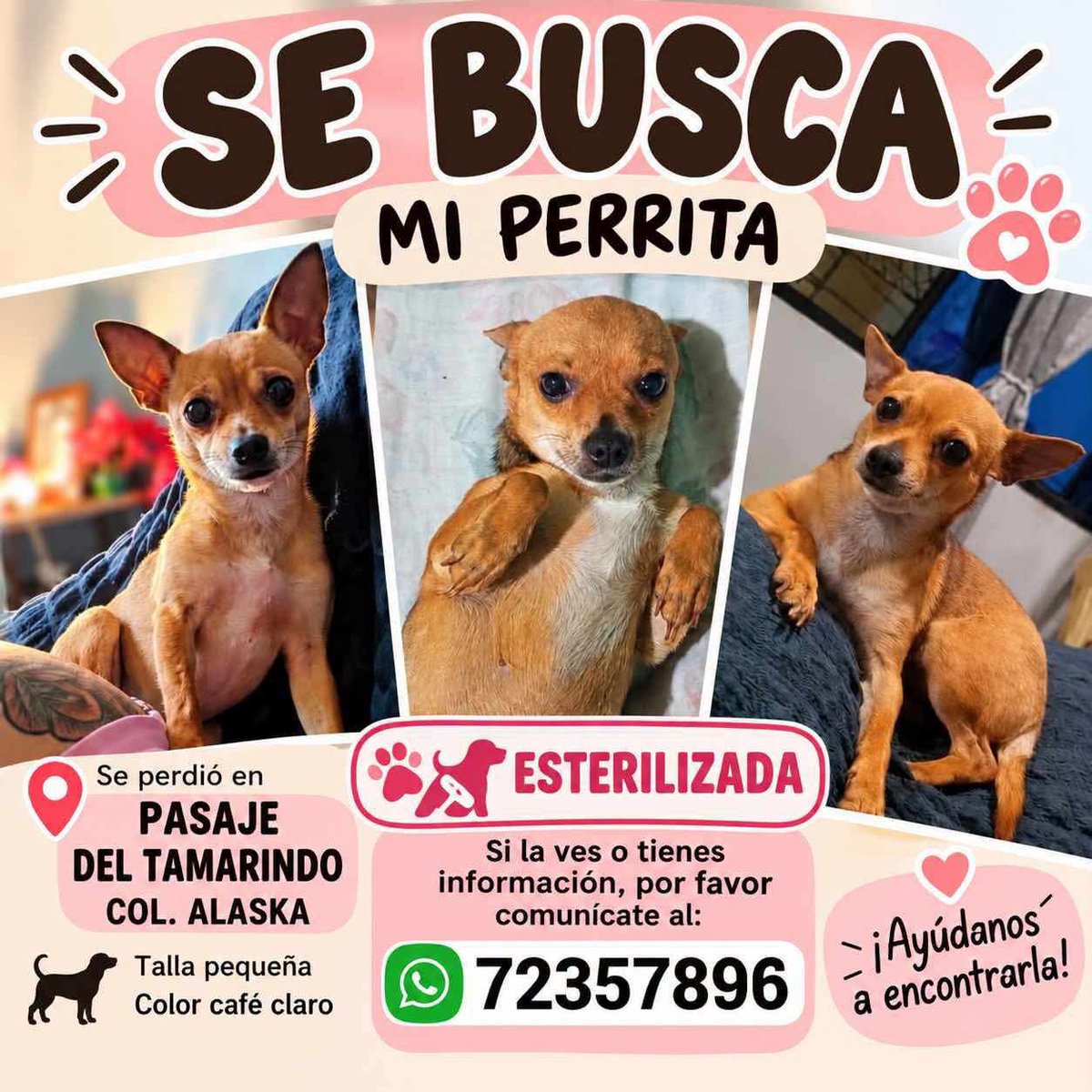lyssitta's tweet photo. #ServicioSocial
SE BUSCA 🚨🚨

San Bartolo , Ilopango 📍

🚨 ¡SE BUSCA PERRITA! 🚨
Se perdió en Pasaje del Tamarindo, Col. Alaska. Es de talla pequeña, color café claro y está esterilizada.
🙏 Por favor, si la has visto, la tienes resguardada o sabes algo sobre su paradero, comunícate con nosotros. Su familia la está buscando y queremos que regrese a casa.
📲 WhatsApp: 7235-7896
❤️ Ayúdanos compartiendo esta publicación. Cada compartida puede ayudarnos a encontrarla.