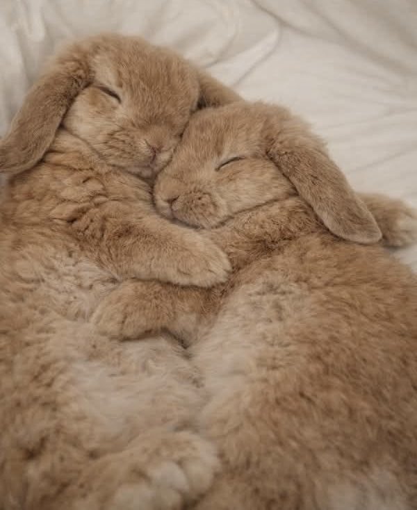 AdorbleAnimals's tweet photo. https://t.co/PMlFavYKbB