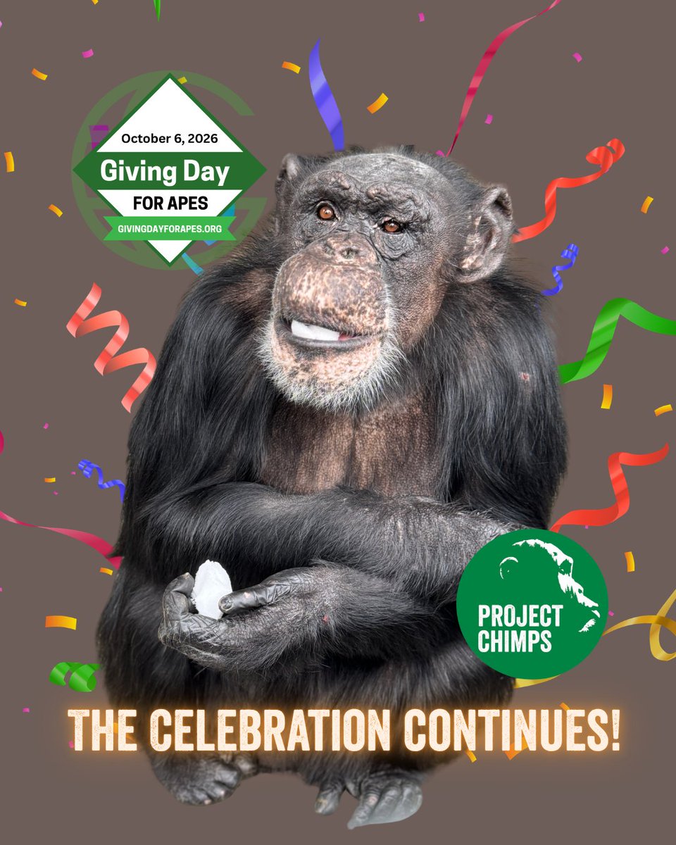 projectchimps's tweet photo. We hit our Giving Day for Apes goal—but the celebration isn’t over! 🎉 Our match donor has increased their challenge to $60,000, so your gift goes twice as far for the chimps. Help us keep the momentum going! 🐵💚
https://t.co/UuaOM5iO0A
#GivingDayforApes https://t.co/WlNrjzVMut