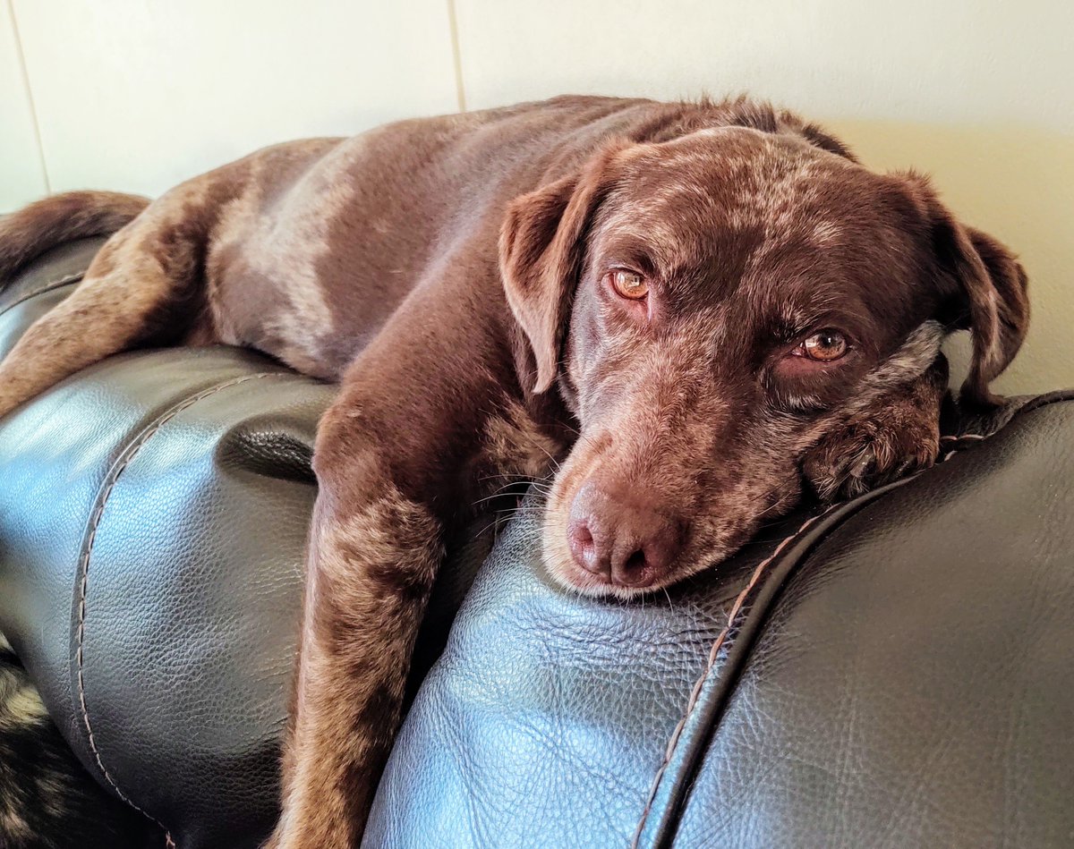 SistersInBiz's tweet photo. @SubaruOfNewEng Donation Campaign: 
Post your pet’s photo as often as you like on your social media (or on their page) just be sure to include #snelovespets so it counts toward a $10 donation to New England shelters
#NewEngland #DogLovers

Rainy Relaxing
#snelovespets https://t.co/lZ7fgqhscB